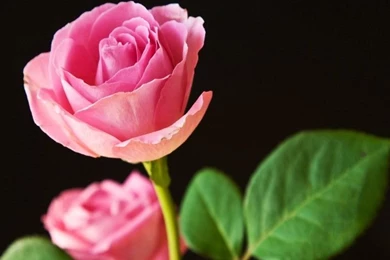 Steamy Good Looking Flowers Best Pink Roses Desktop PC Hq Download ...
