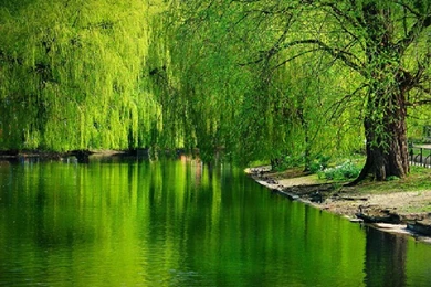 HQ Wallpapers Nature   HD Wallpaper Backgrounds Of Your Choice