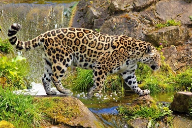 Jaguar Animal Desktop Wallpapers   , New Wallpapers, New Wallpapers