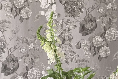 Alexandria Wallpapers