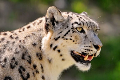 YouWall   Extraordinary Leopard Wallpapers   Wallpaper,wallpapers ...