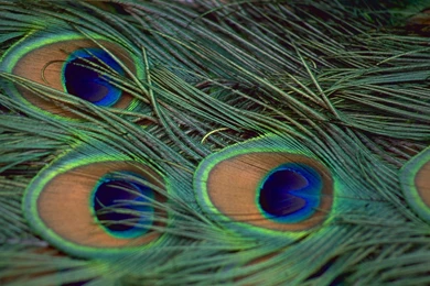 Animals Beautiful Extraordinary Wild Peacock Feathers Picture ...