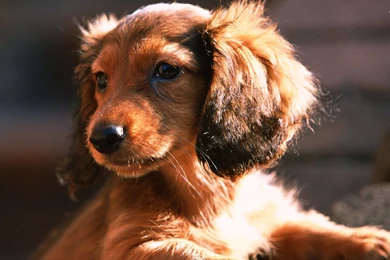 Dachshund Wallpapers HD Download