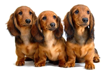 Puppy Wallpapers [Slideshow]