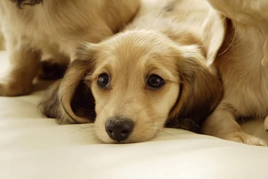 Download Wallpapers Dachshund Puppies (1680 X 1050 Widescreen ...