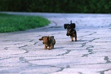 Miniature Dachshund Puppies Wallpapers   Puppy Miniature Dachshund ...