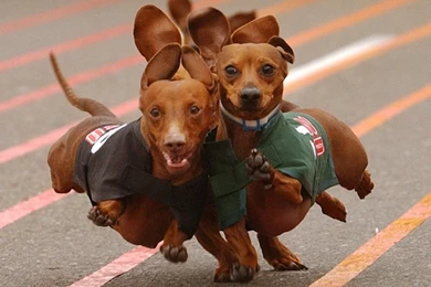 Dachshund Running 1152x864 Wallpapers,Dachshund 1152x864 ...