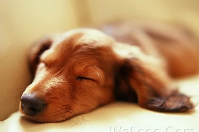 Cuddly Dachshund Puppy   Sleeping Dachshund Puppy Picture 1 ...