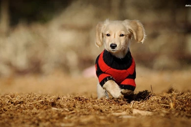 Long Haired Dachshund Puppy Wallpapers   Animal Wallpapers