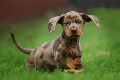 DACHSHUND PUPPY WALLPAPER   (