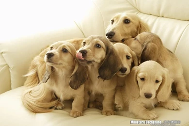 Cuddly Puppies   Miniature Dachshund Puppy Wallpapers 1024x768 NO ...