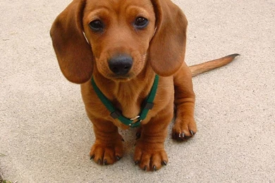 12 Cutest Red And Brown Miniature Dachshund Puppies