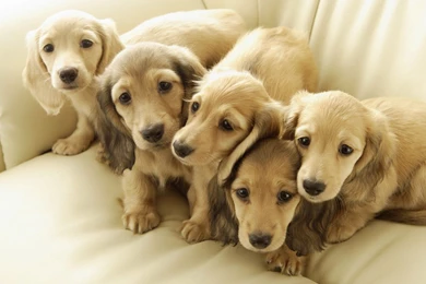 Dachshund puppies widescreen wallpaper.jpg