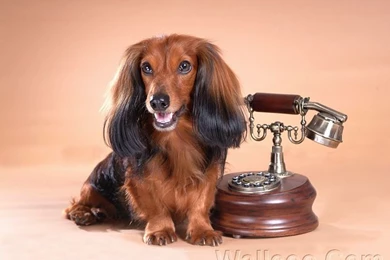 Lovely Dachshund Puppy Wallpaper13   Wallcoo.net