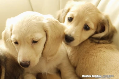 Cuddly Puppies   Miniature Dachshund Puppy Wallpapers 1024x768 NO ...