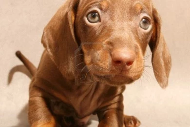 Cute Dachshund Puppy Photo And Wallpaper. Beautiful Cute Dachshund ...