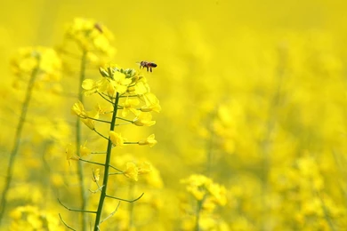 HD Flowers Wallpaper Free Download.jpg