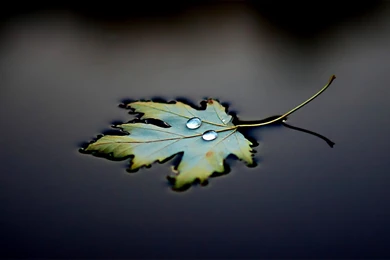 Drops, Black Background, Water, Reflection, Leaf Wallpapers And ...