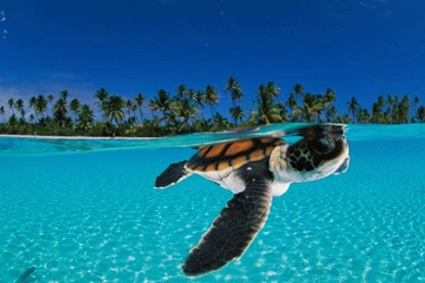 Complete Set Of Android Version Wallpapers, Now With Lollipop ...