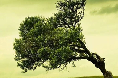 HD Tree Cell Phone Wallpapers For iPhone