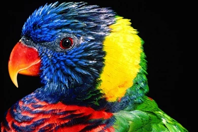 Free Wallpapers Downloads For Cell Phones   Desktop Backgrounds