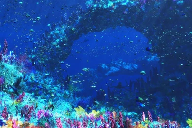 Sea Life Computer Wallpapers, Desktop Backgrounds