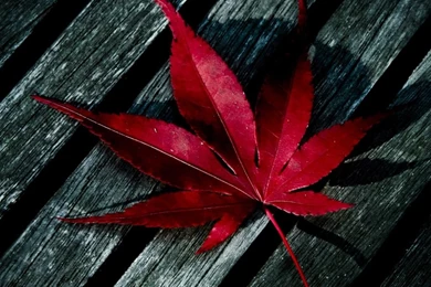 Red Leaf iPad Wallpapers Download