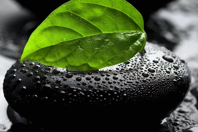 Wallpapers Leaf Green In A Black Stone 1920 X 1080 Full Hd   1920 X ...