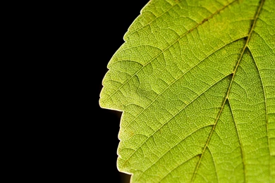 Leaf Close Up On A Black Backgrounds Wallpapers And Images ...