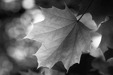 Nature & Landscape Black And White Green Leaf Wallpaper. Black And ...