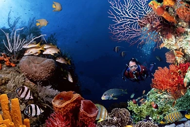 Marine Life Sea Life Wallpapers (7591180) Fanpop