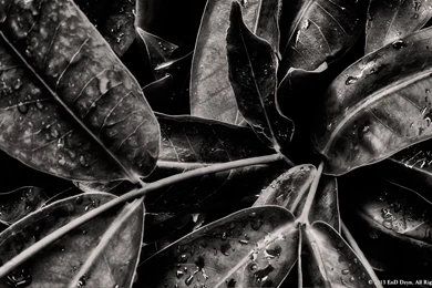 Leaf Black And White Photography Wallpaper.