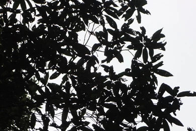 Black Leaves Wallpapers   (