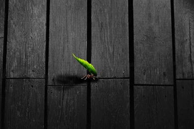 Ant With A Leaf Wallpapers Digital Art Wallpapers