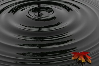 Black Raindrop And Leaf Backgrounds In 800x600 Resolution