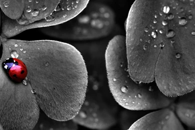 Nature Leaves Water Drops Selective Coloring Ladybirds Wallpapers ...