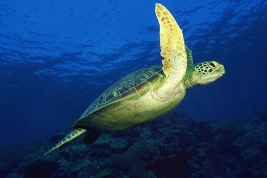 Sea Life 1920x1080 Wallpapers,Sea Life 1920x1080 Wallpapers ...