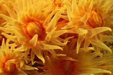 Download Sea Life Wallpapers For Iphone