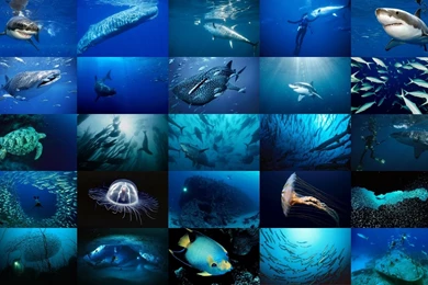 Sea Life Sea Life Wallpapers (18272233) Fanpop