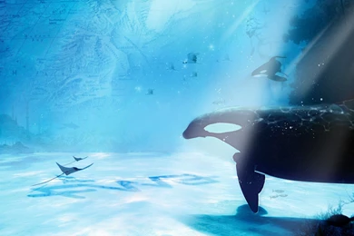 Download Sea Life Wallpapers Photo