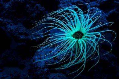 Sea Life Computer Wallpapers, Desktop Backgrounds