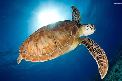 Sea Life   Sea Life Wallpapers (32310929)   Fanpop