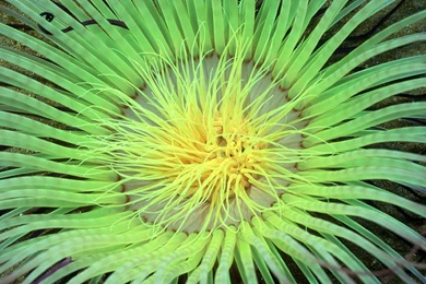 Sea Life Desktop Wallpapers Wide 1280x800