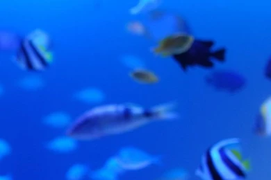 Marine Life HD Desktop Wallpapers : High Definition : Fullscreen ...