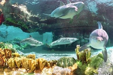 Dolphins By Katie Bragg   Sea Life Wallpapers (8818394)   Fanpop