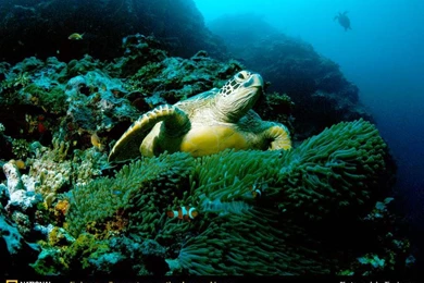 Sea Life   Sea Life Wallpapers (32310900)   Fanpop