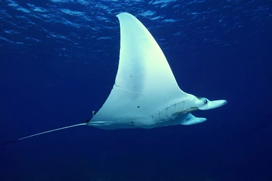 Beautiful Sea Life 1920x1080 Wallpapers,Sea Life 1920x1080 ...