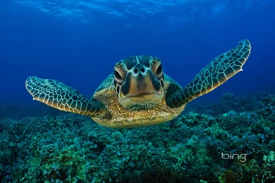 Sea Life   Sea Life Wallpapers (32310898)   Fanpop