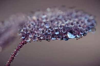 Blue Drops On The Leaf / 1680 X 1050 / Macro / Photography ...