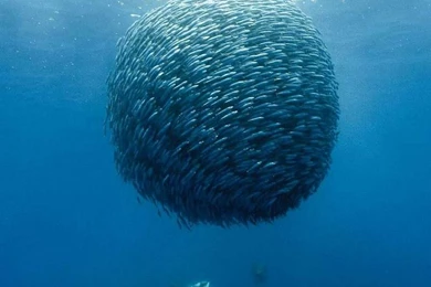 Sea swarm fish sealife 1280x1024 wallpaper_www.wall321.com_99 Download.jpg